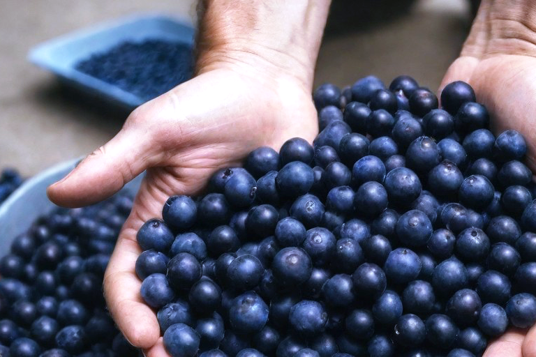 Exportação de açaí